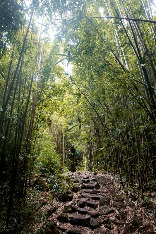 Bambusbaumwolle